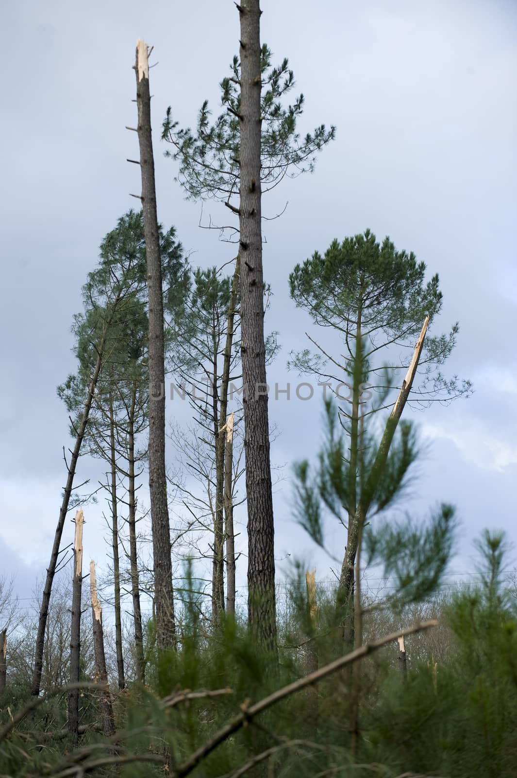 Storm damage. Broken tree in the forest, Landes, France