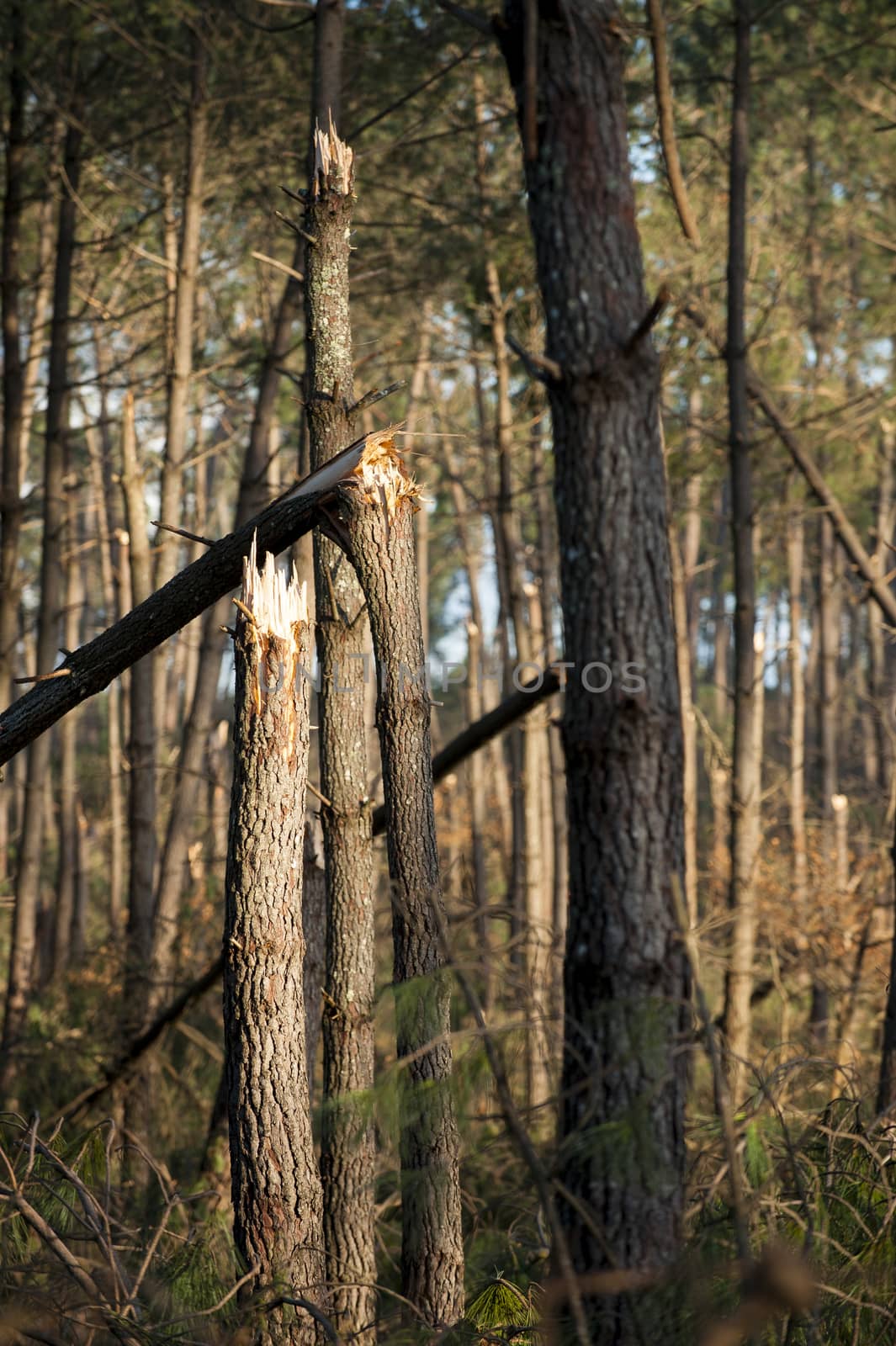 Storm damage. Broken tree in the forest, Landes, France