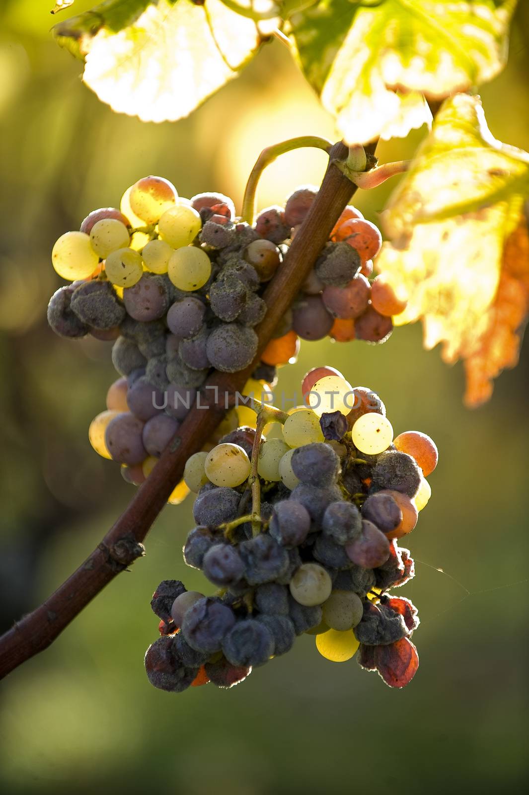 Noble rot of a wine grape, grapes with mold, Botrytis, Sauternes, France