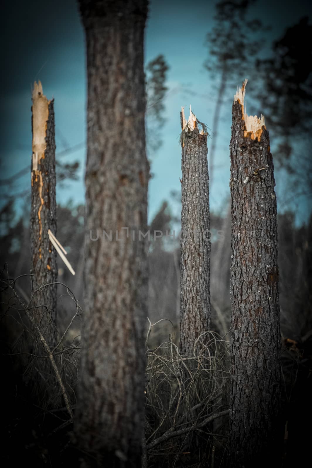 Storm damage. Broken tree in the forest, Landes, France