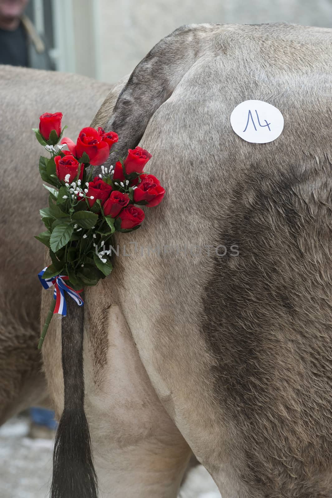 Back part of cow with a swinging tail during a traditional festival, Bazas, France