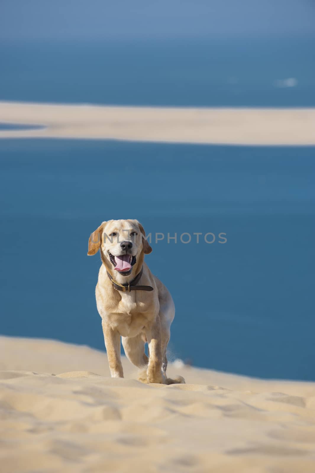 Focused young dog running on the beach, Aquitaine, France