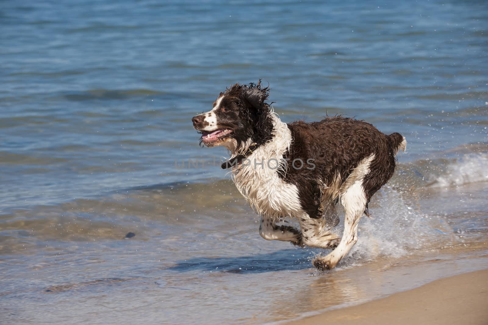 Focused young dog running on the beach, Aquitaine, France