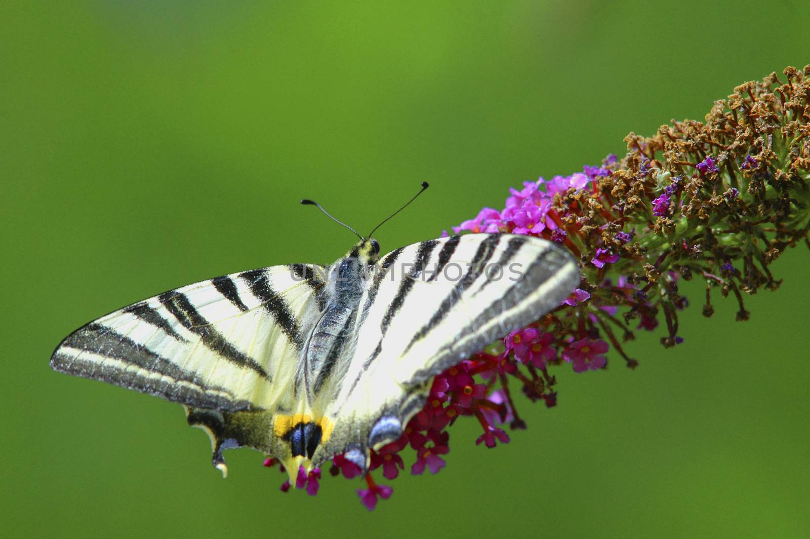 Lime butterfly on sunflower outdoor, France