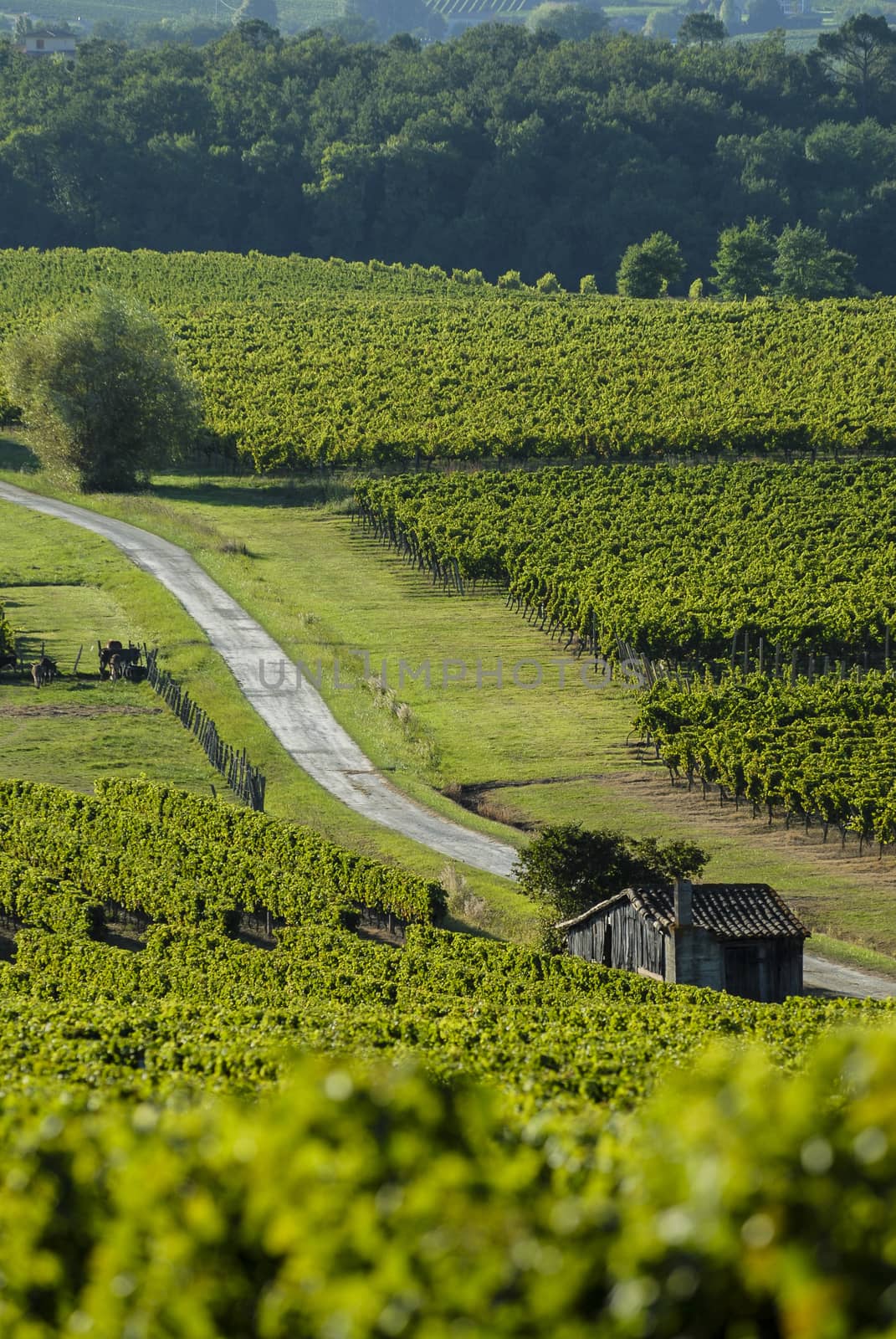 Famous wine route in Bordeaux vineyards, Aquitaine, France