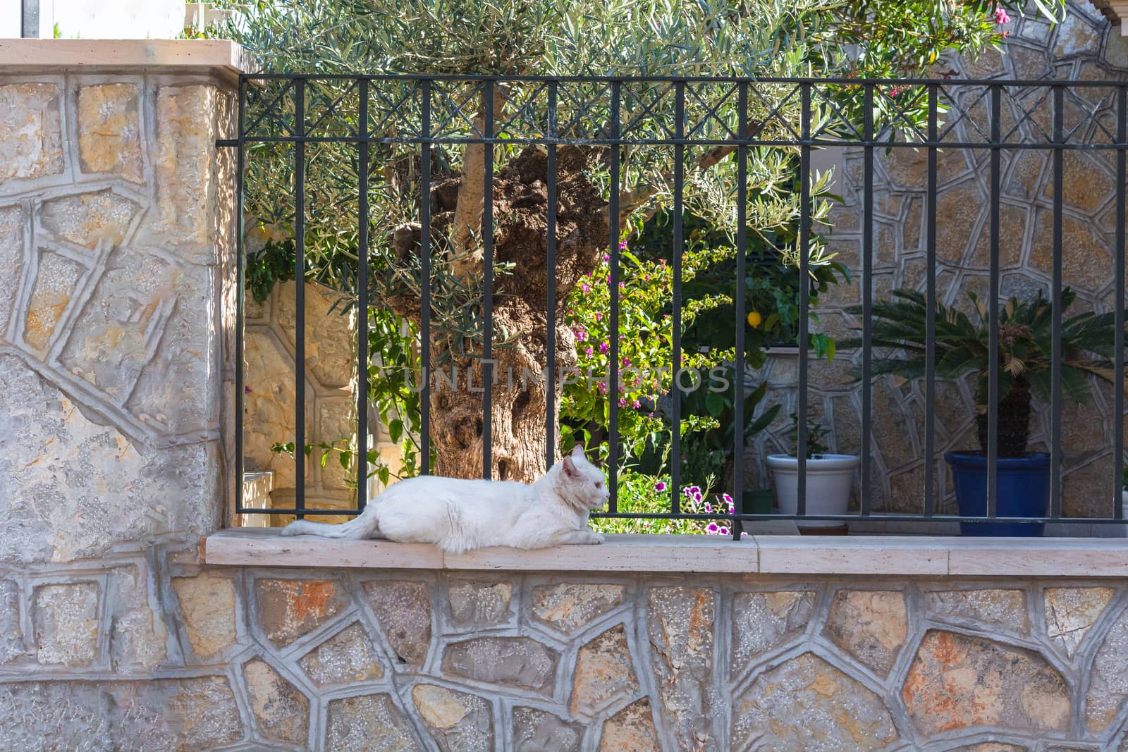 White cat lying on a wall by JFsPic
