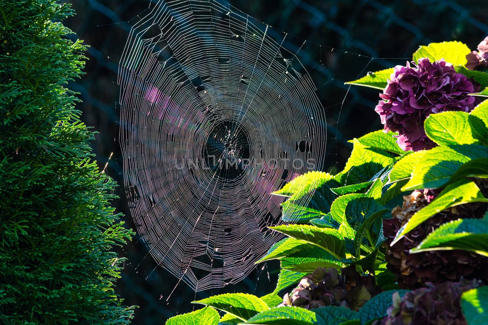 The spider's web or cobweb close up with colorful background.