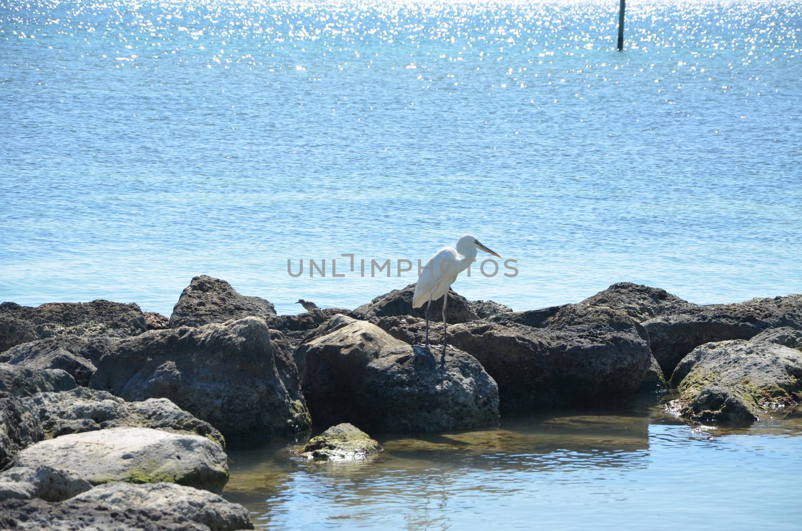 bird on the Rocks by northwoodsphoto