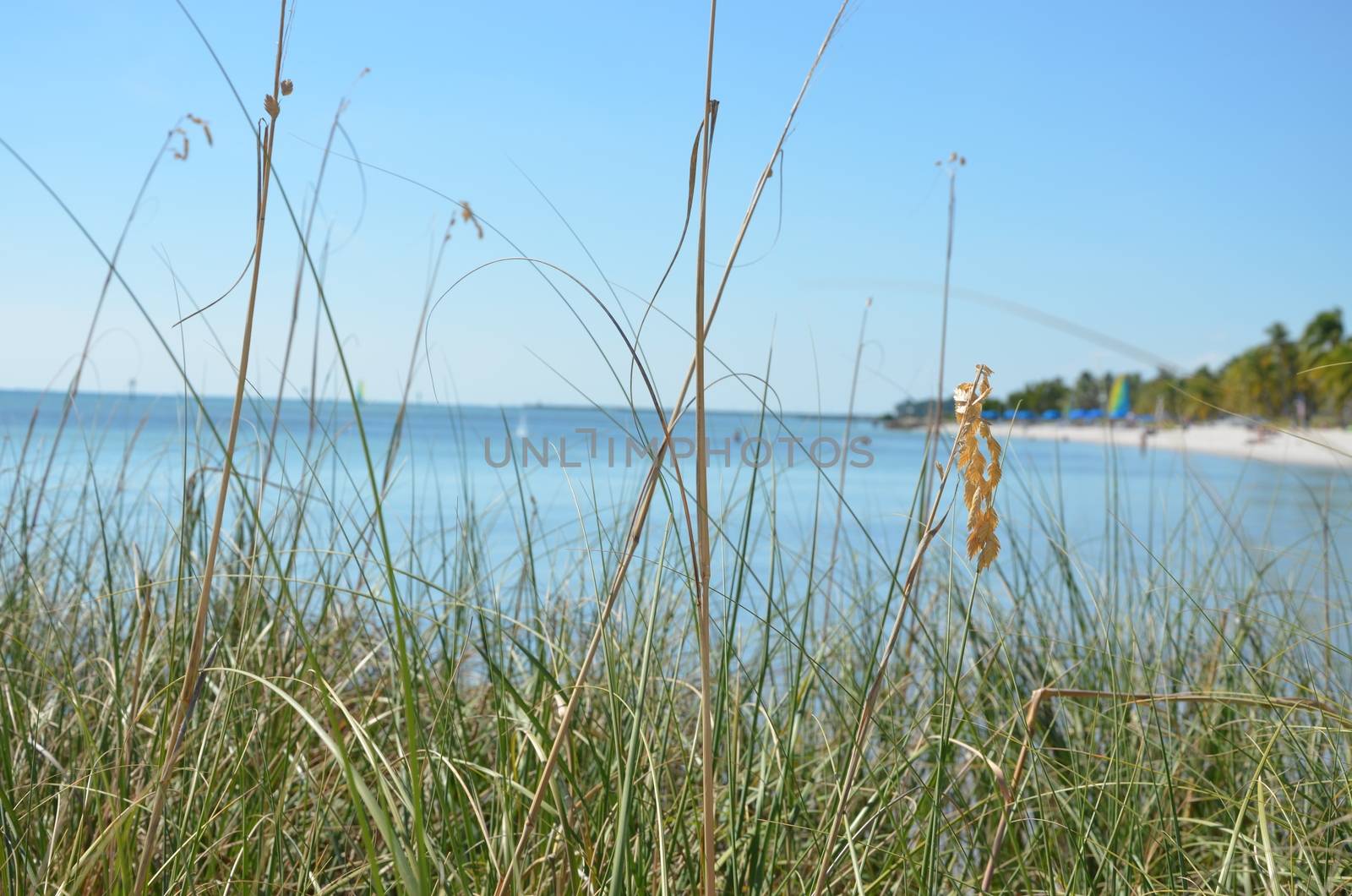 A view of the shore in Key West Florida