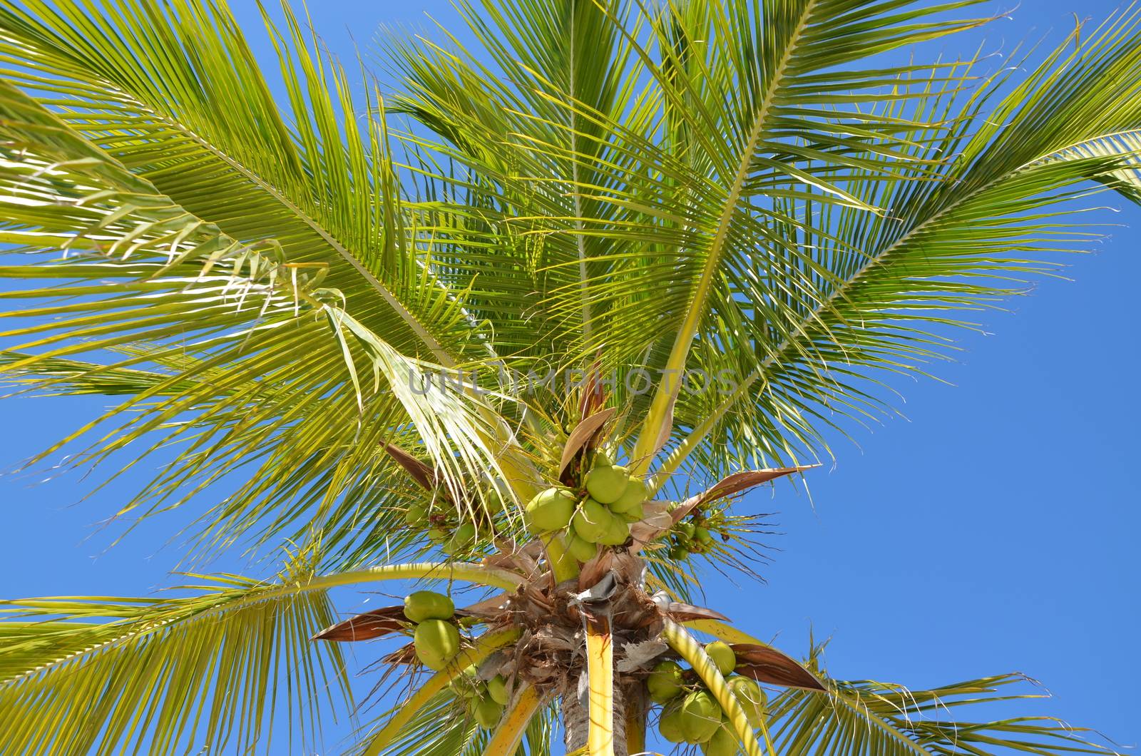 A view of a palm tree with coconuts hanging from the branches