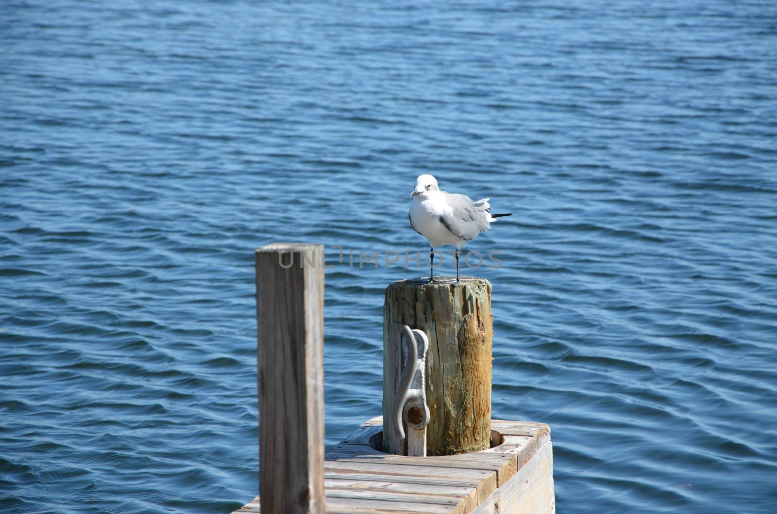 A seagull hanging out on the dock in the florida Keys