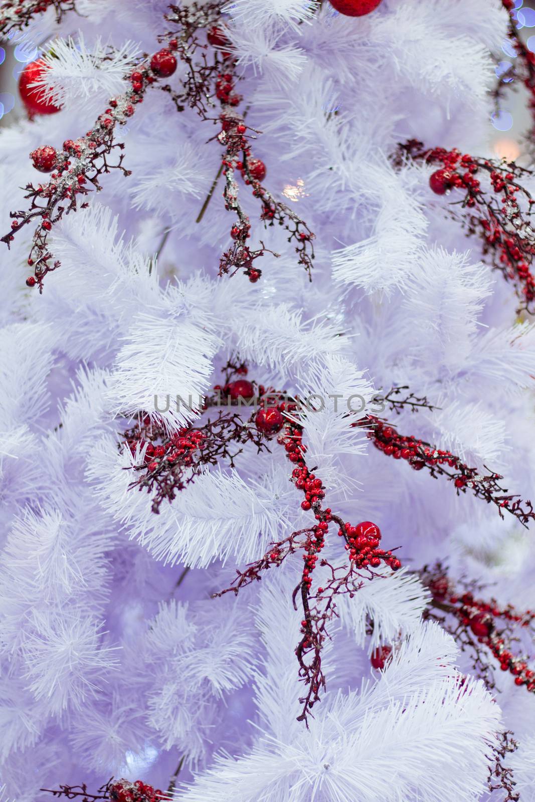 Christmas and New Year winter seasonal white fir tree with red rowan berries