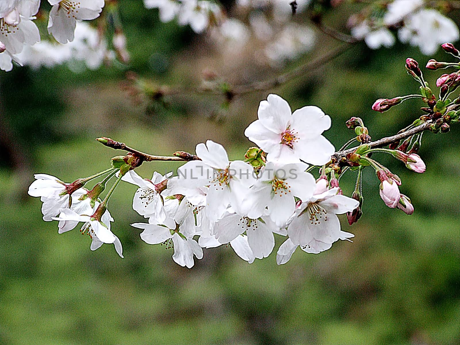 Beautiful flowers Japanese cherry-sakura with nature background on a spring day