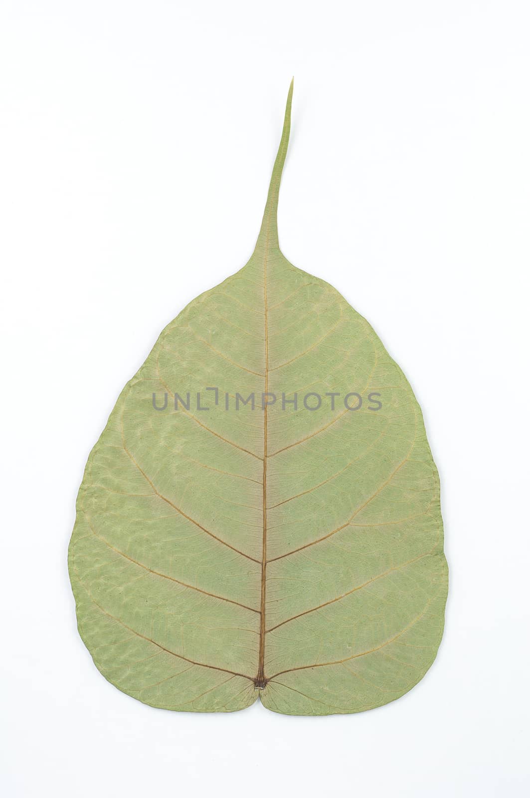 Back of semi dry leaf isolated detail texture. Heart shape leaf. Piple leaf onwhite back ground. Leaf of perennial plant.