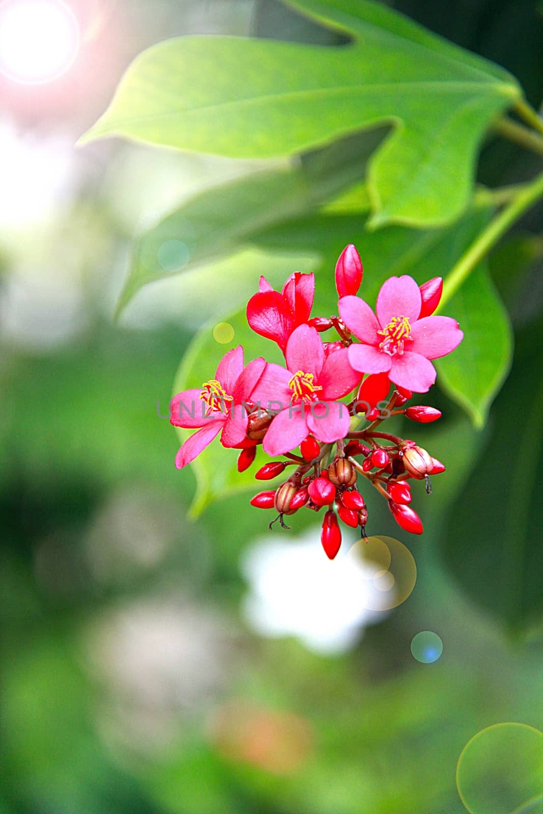 Red flower in the garden with lens flare effect, selective focus and soft focus