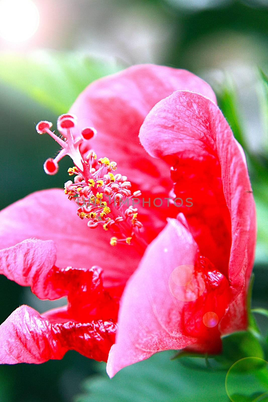 Red hibiscus flower with lens flare effect closeup