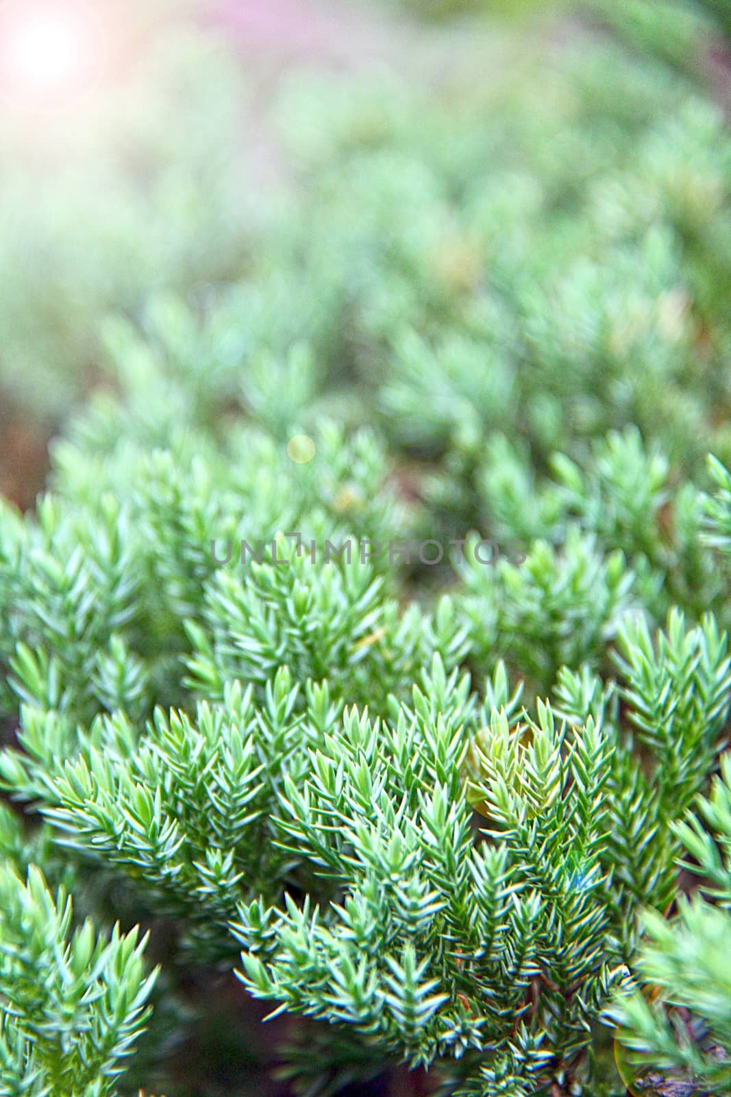 Pine green, ivy or Japanese juniperus procumbens in the garden with lens flare effect, selective focus and soft focus







Pine green, ivy or Japanese juniperus procumbens in the garden with lens flare effect, selective focus and soft focus