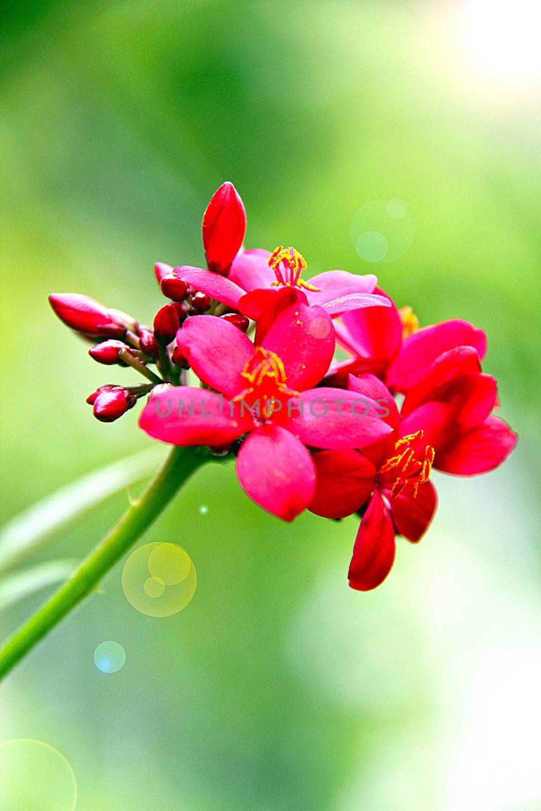 Red flower in the garden with lens flare effect, selective focus and soft focus