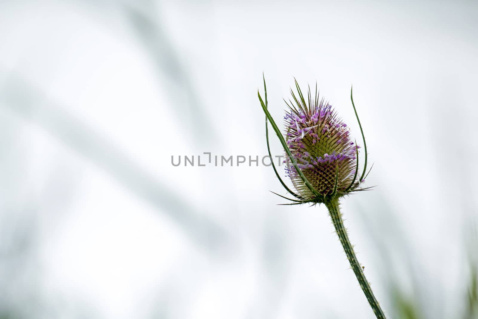 Teasel flower head with space for copy or text