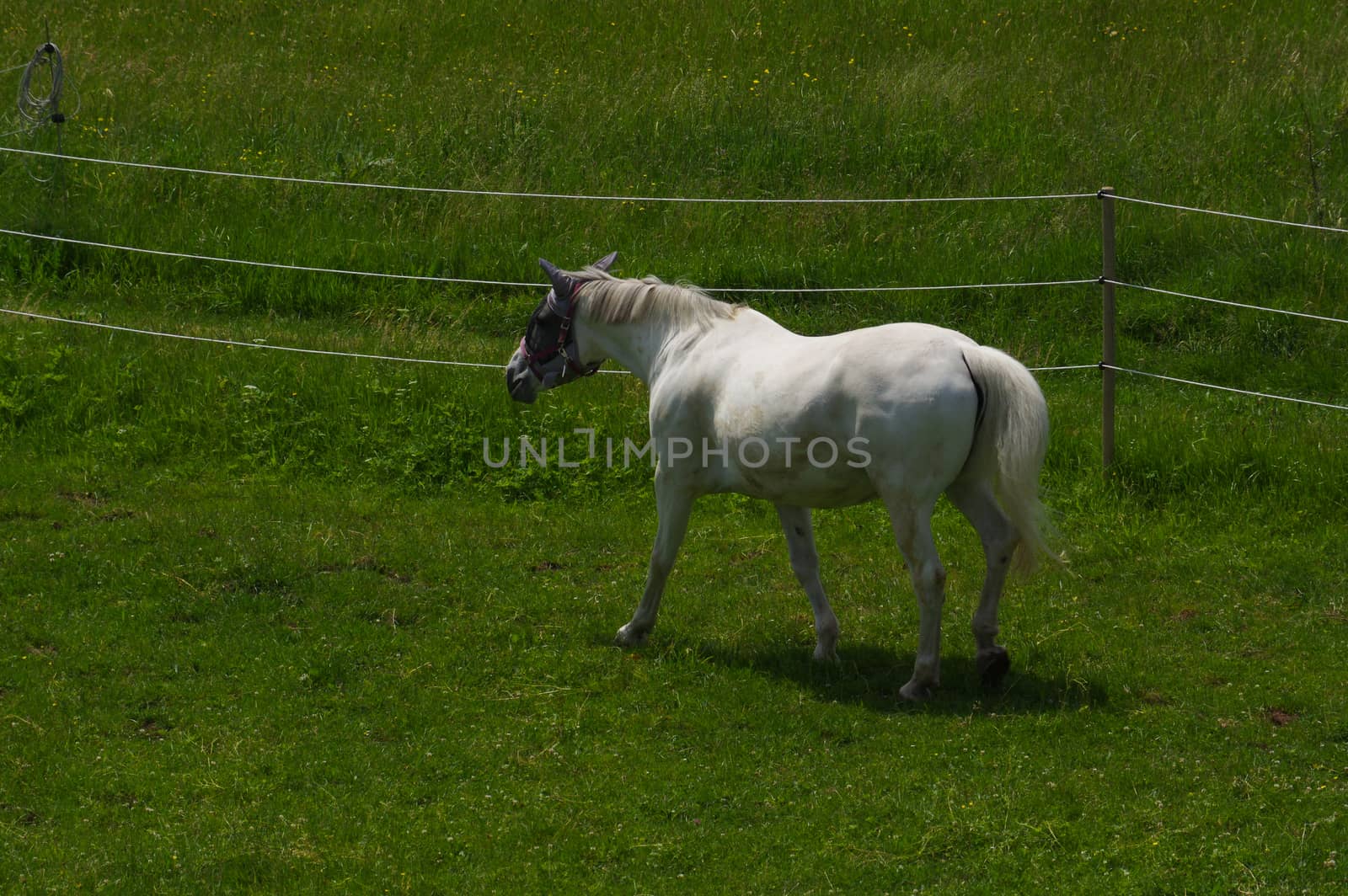 white horse standing on the pasture and green medow by evolutionnow