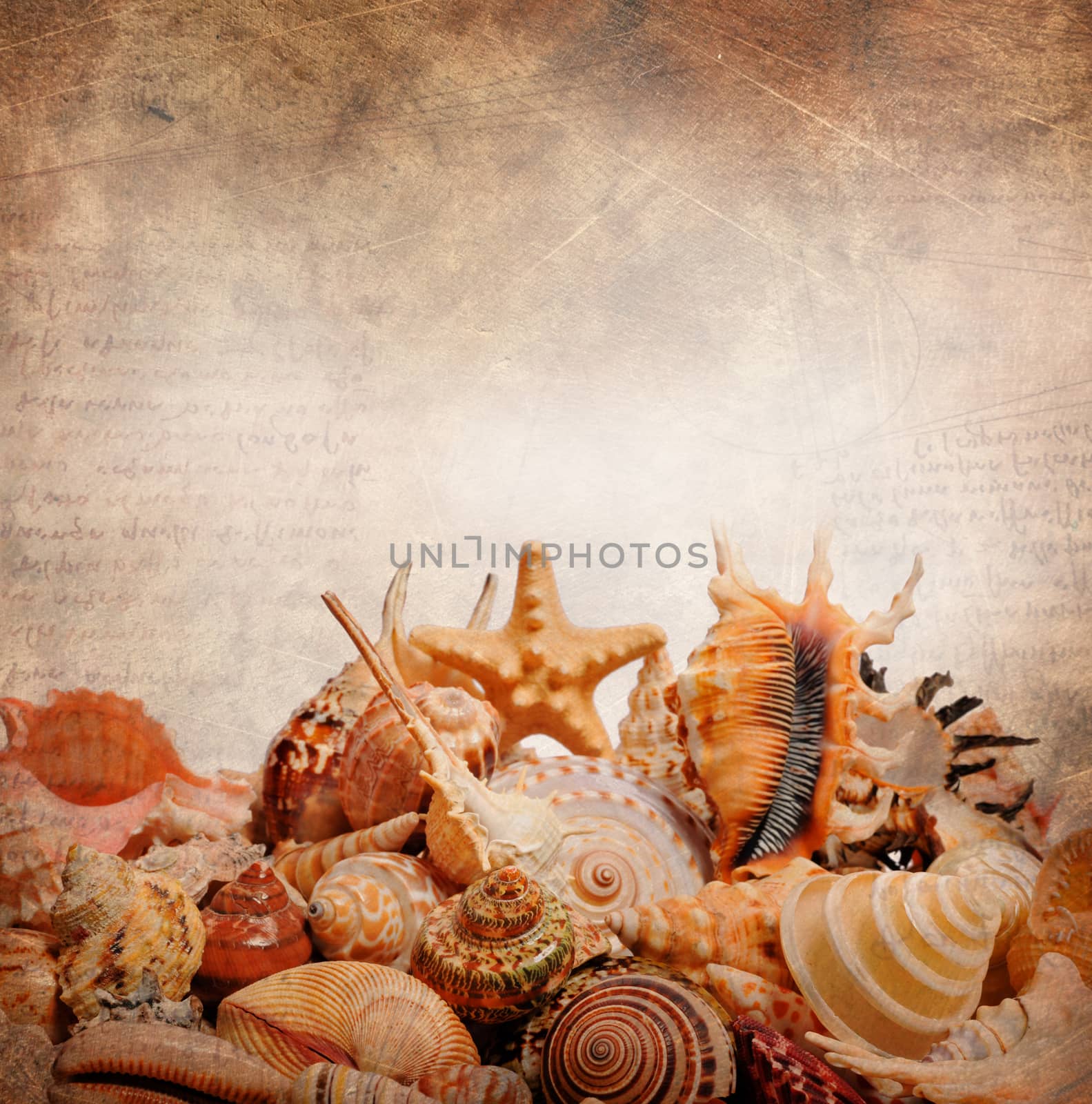 sea shell on a light brown background