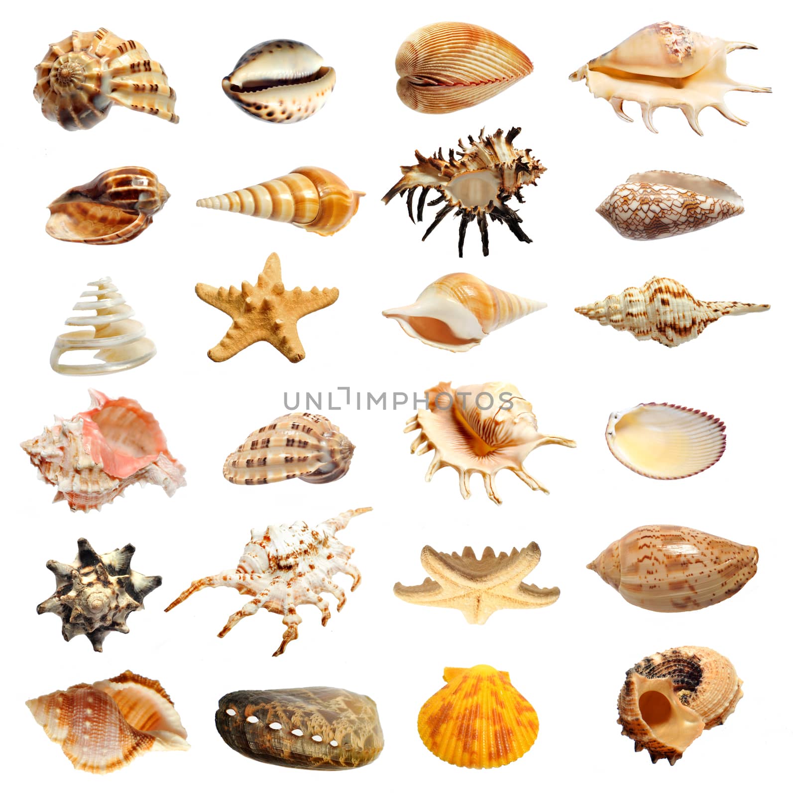 seashell on a white background