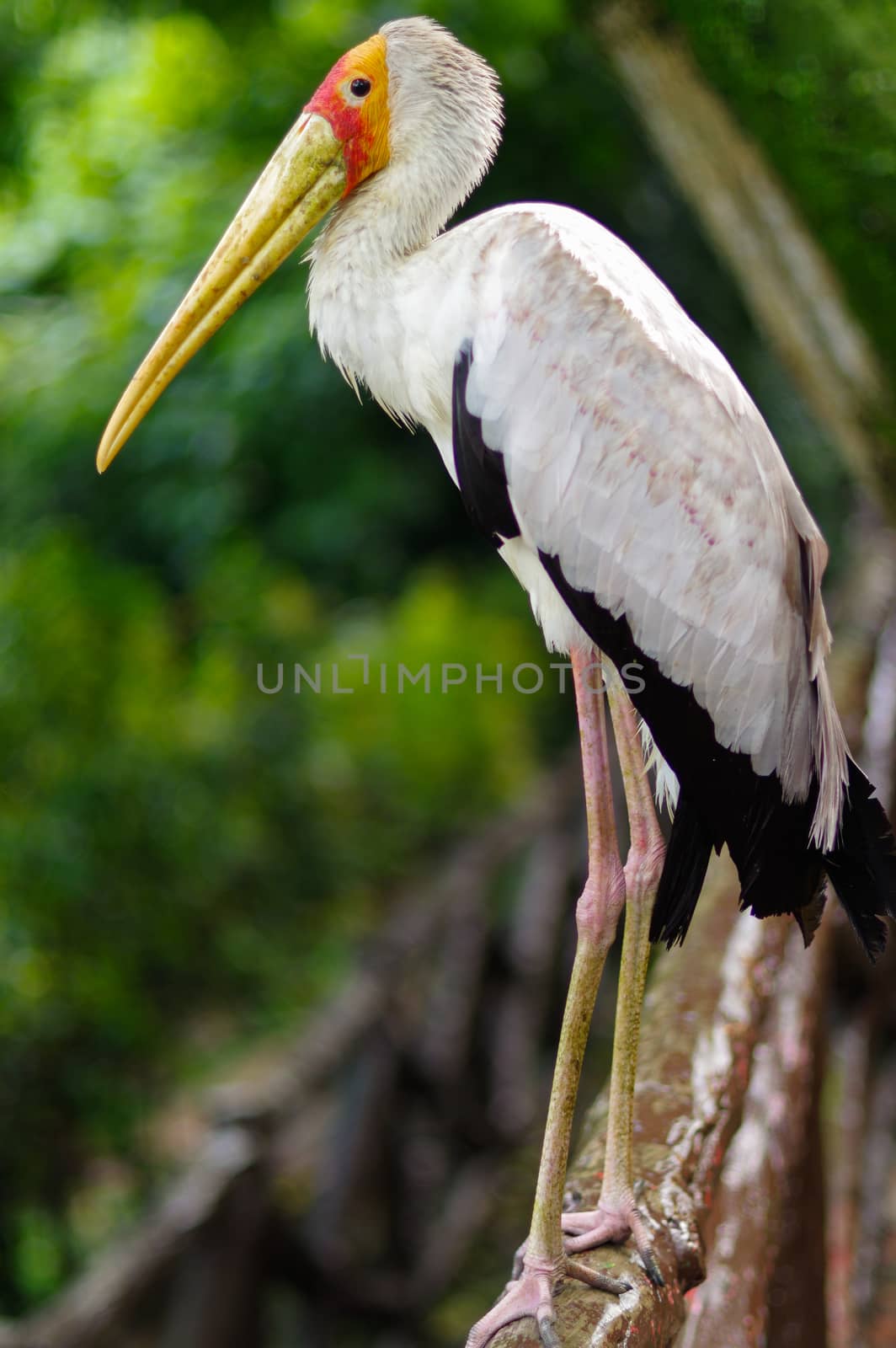 white stork sitting on bridge railings, ciconia, at rainy day. by evolutionnow