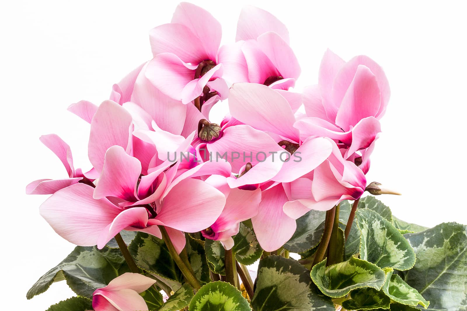 Flowers of pink cyclamen isolated on white background by mychadre77