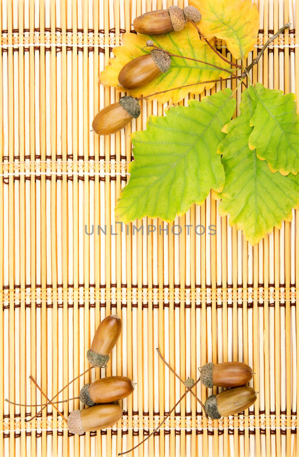 leaves of oak acorns on a mat from straw