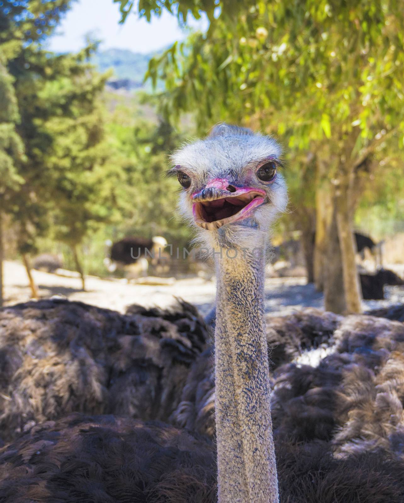 Ostrich head close up with big black eyes and red beak