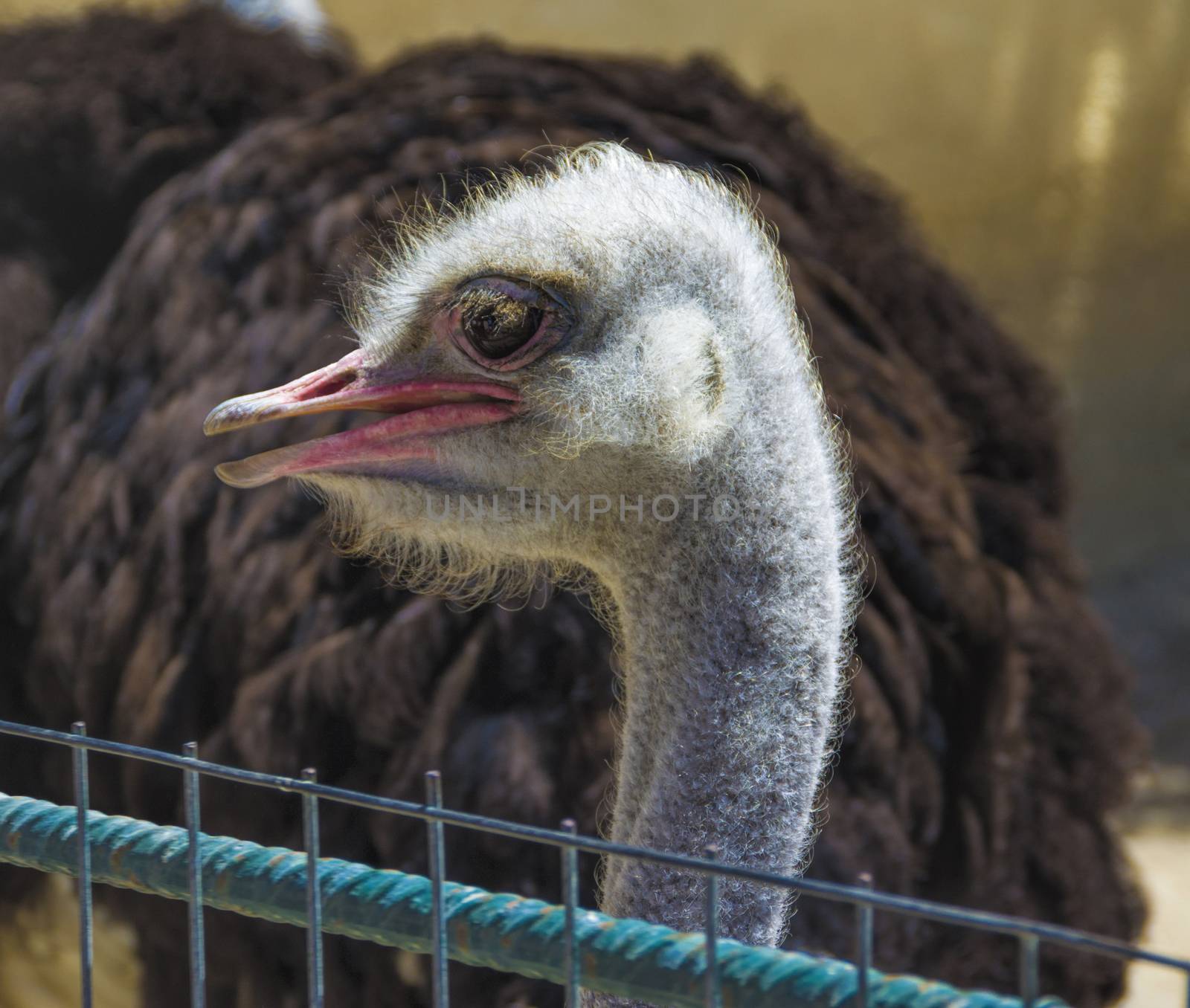 Ostrich head close up with big black eyes and red beak