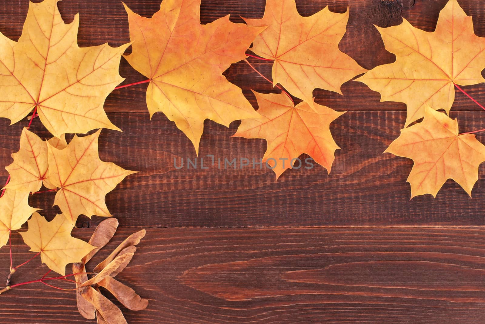 yellow autumn maple leaves on dark brown wooden background with copy space