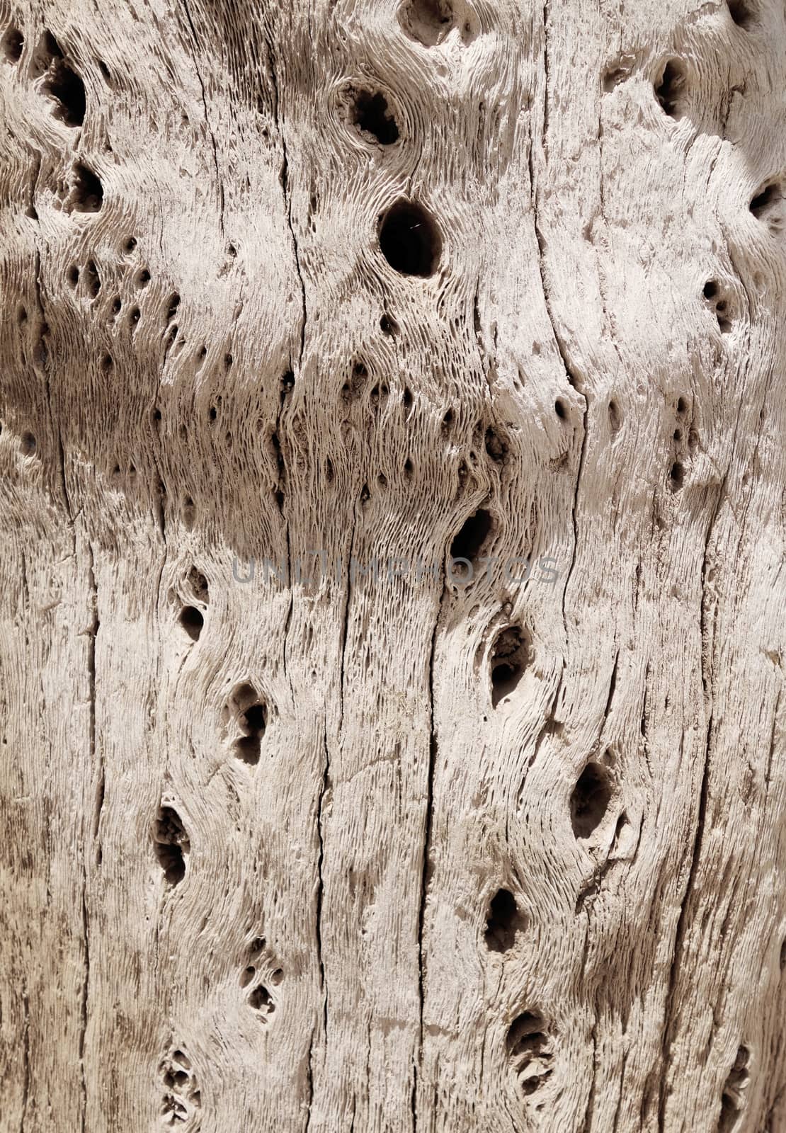 Cactus wood bark background texture                               