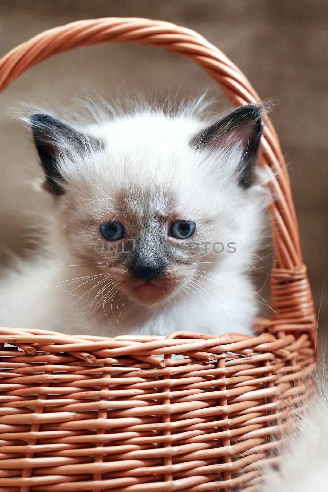 Nice small white kitty in wicker basket