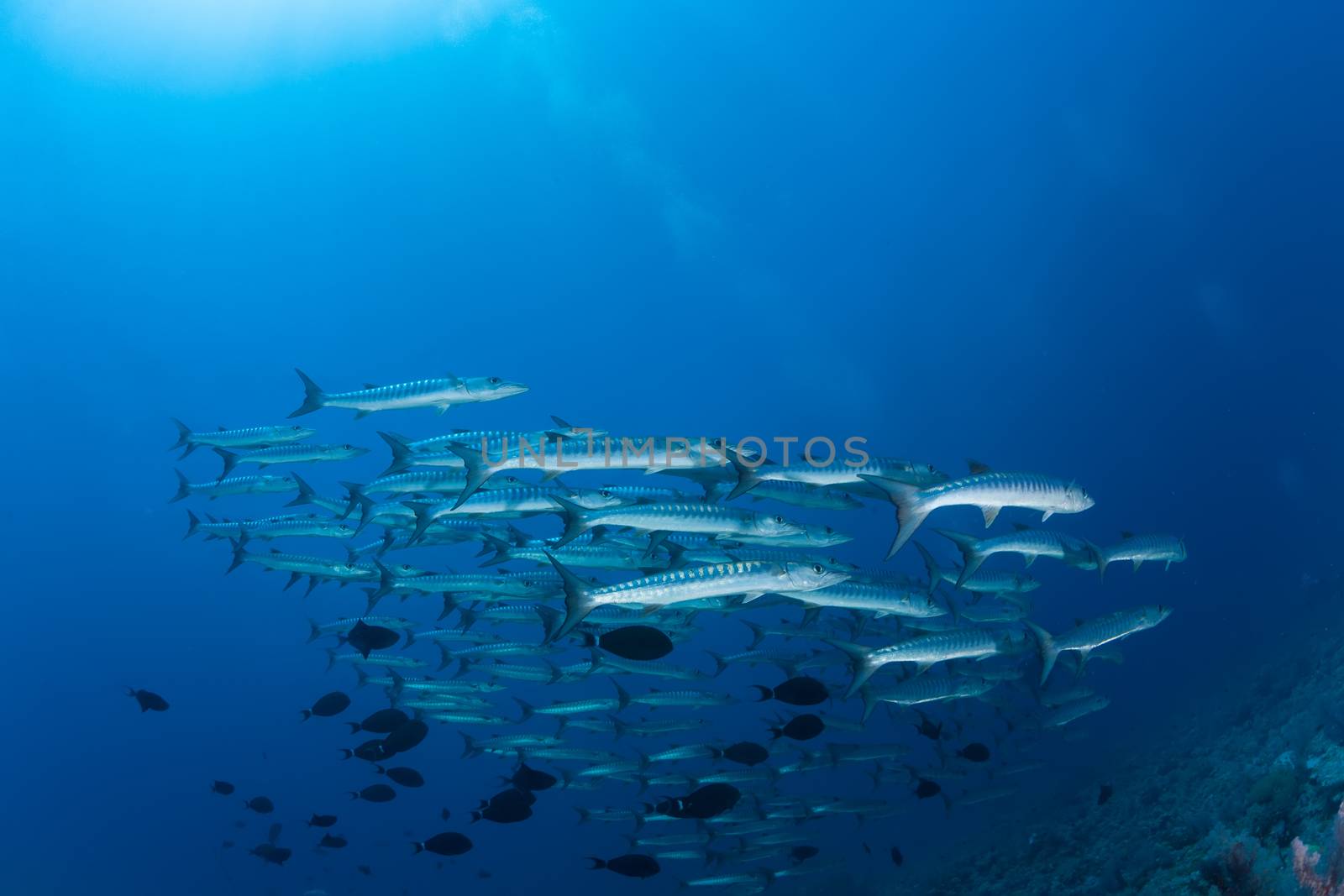 barracuda underwater picture Sudan Red sea diving safari by desant7474