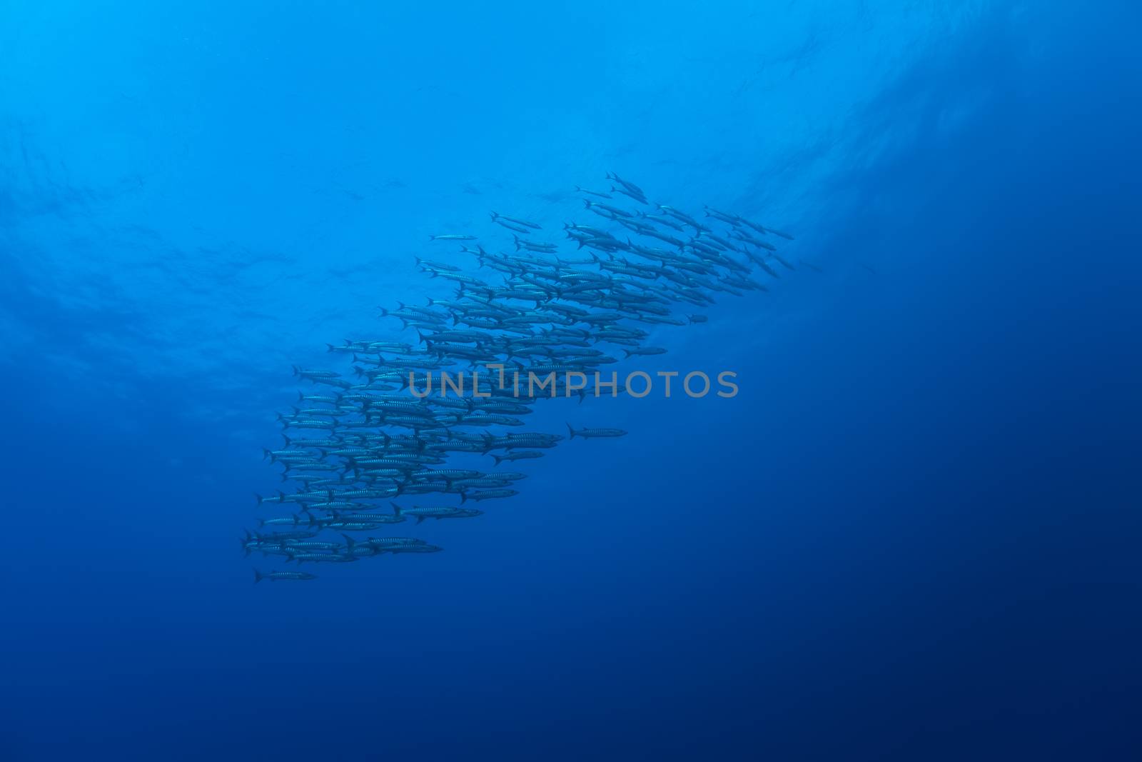 barracuda underwater picture Sudan Red sea diving safari by desant7474