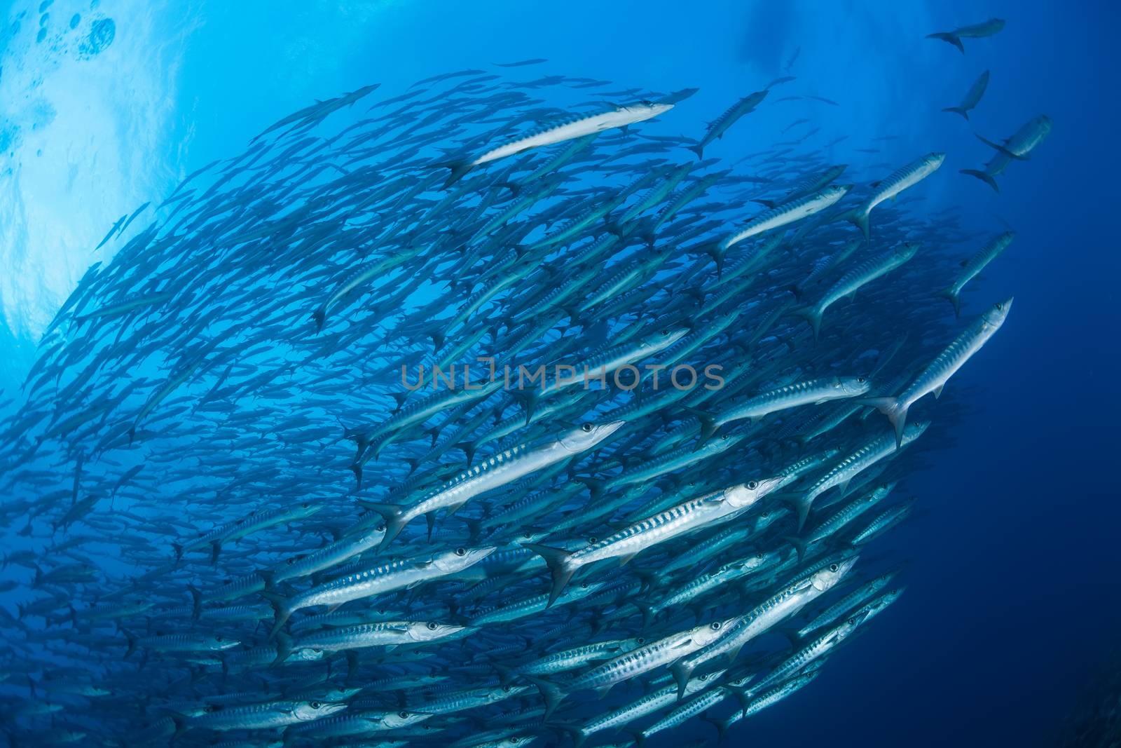 barracuda underwater picture Sudan Red sea diving safari by desant7474