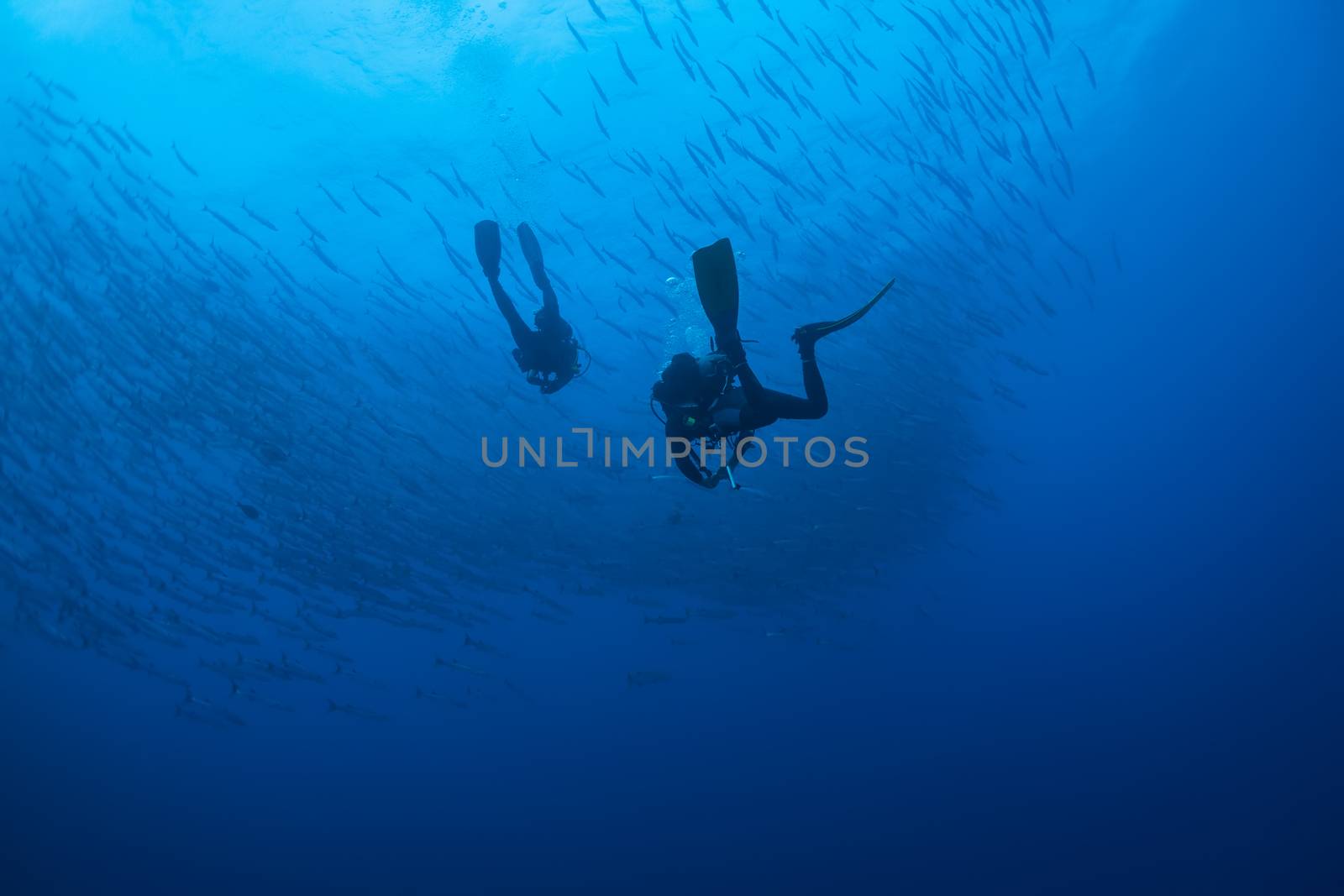 barracuda underwater picture Sudan Red sea diving safari by desant7474