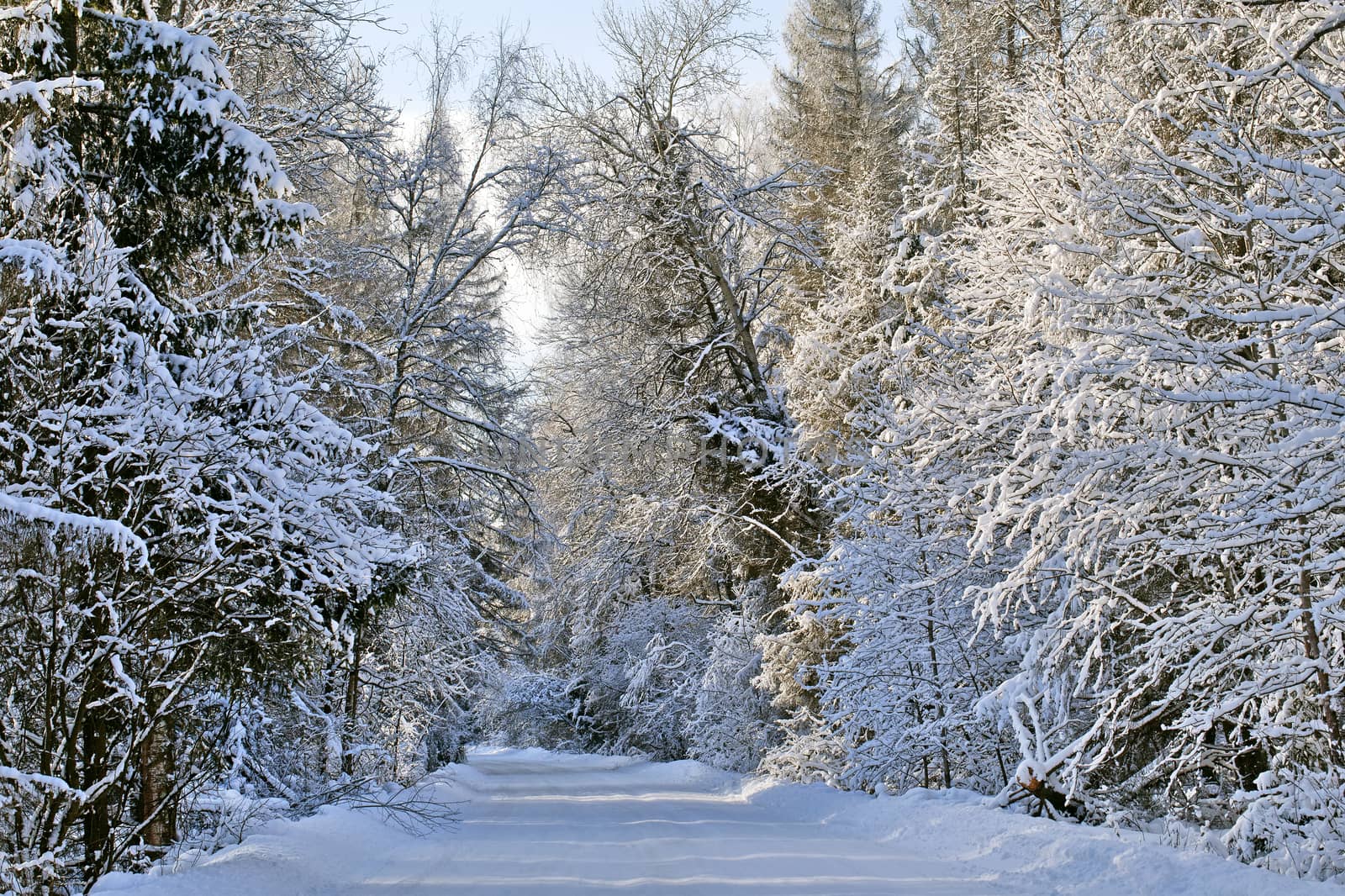 A path between trees covered with snow on a sunny day