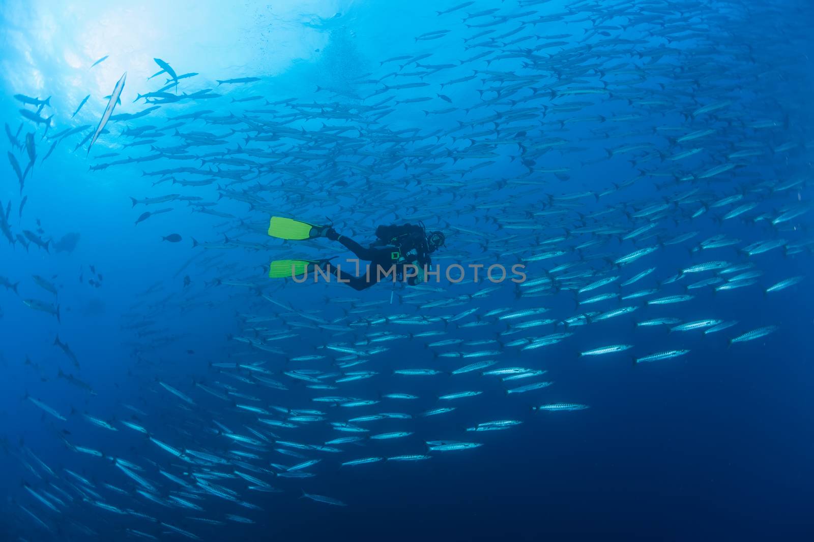 barracuda underwater picture Sudan Red sea diving safari by desant7474