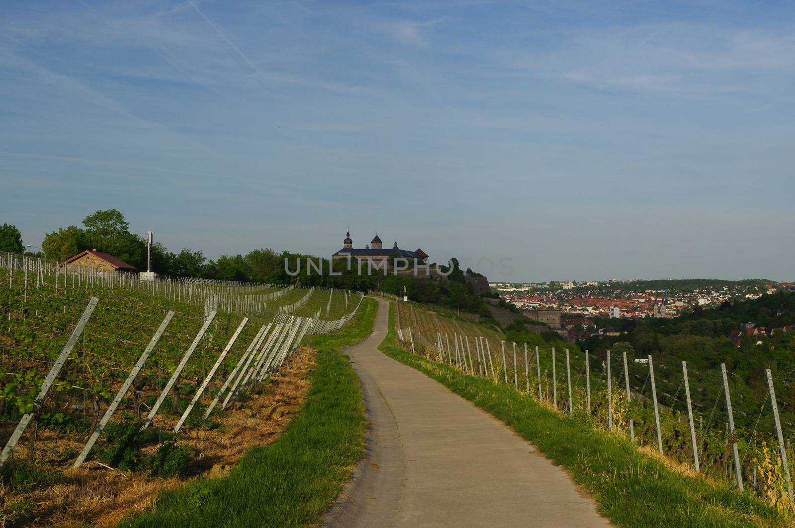 road with Vineyard landscape view to the castle Marienberg in Wuerzburg Bavaria, Germany by evolutionnow