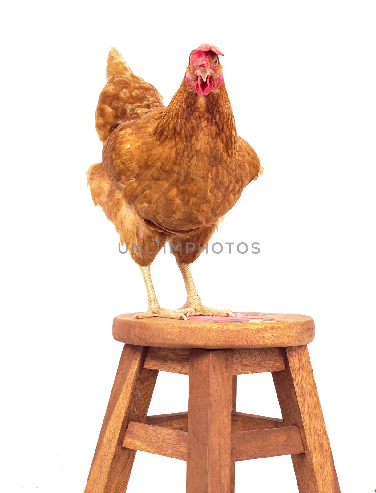 brown rooster standing on wood desk and looking eyes contact isolated white background
