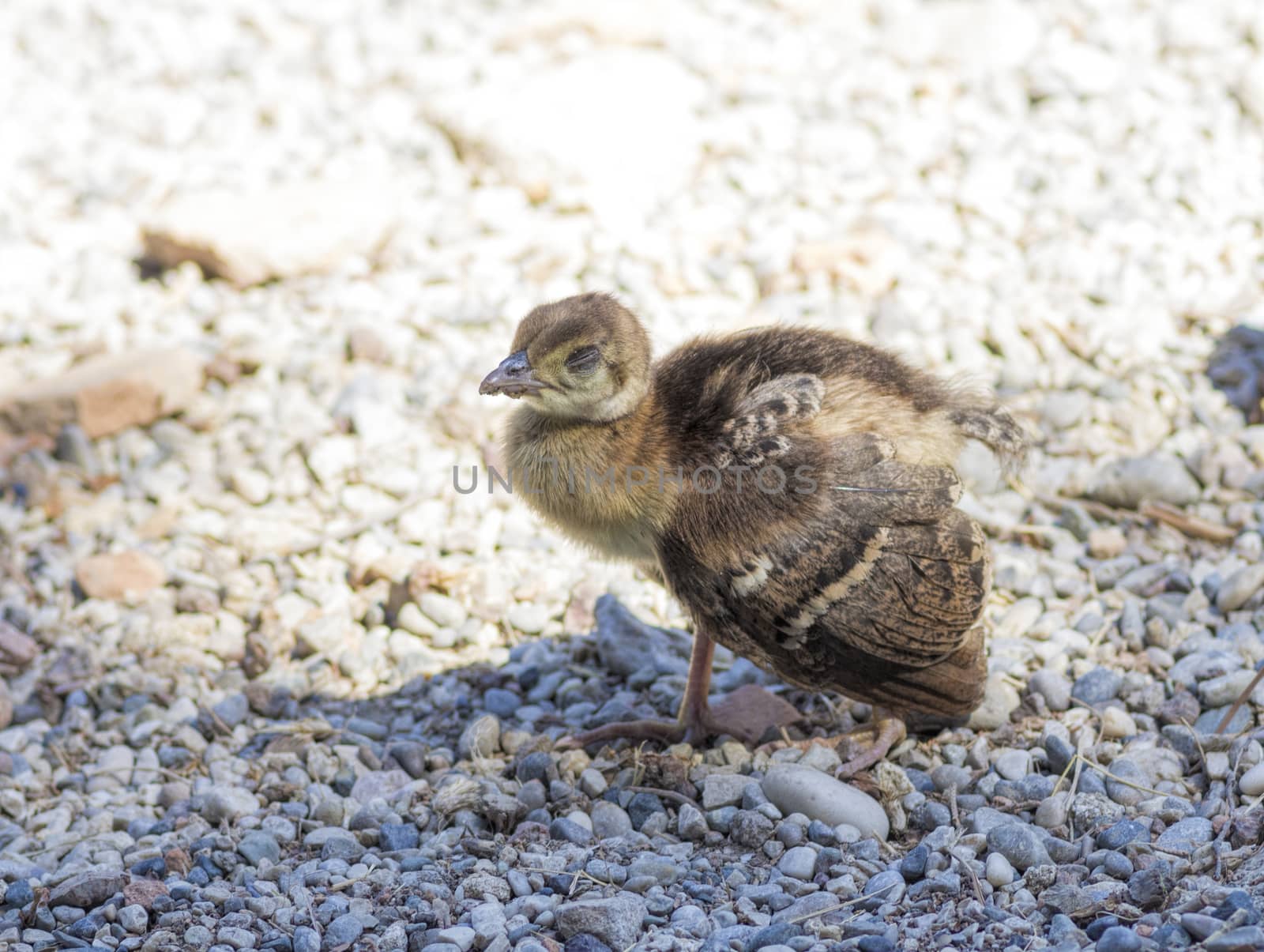 Peacock chick on the rocks by vizland