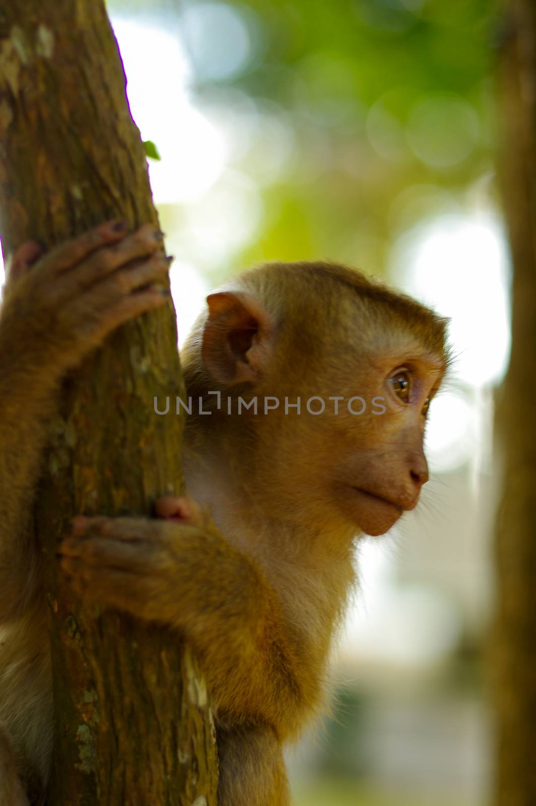 young macaca monkey climbing on a tree. by evolutionnow