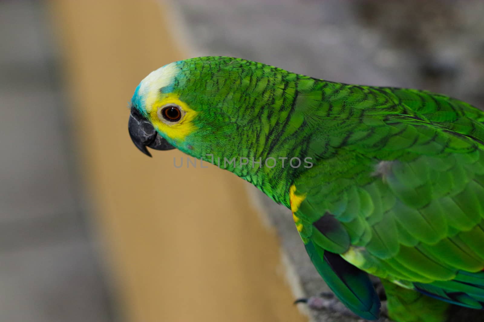 Green parrot, Yellow-chevroned Parakeet, Brotogeris chiriri sitting on a stone wall, Kuala Lumpur Bird park, Malaysia by evolutionnow
