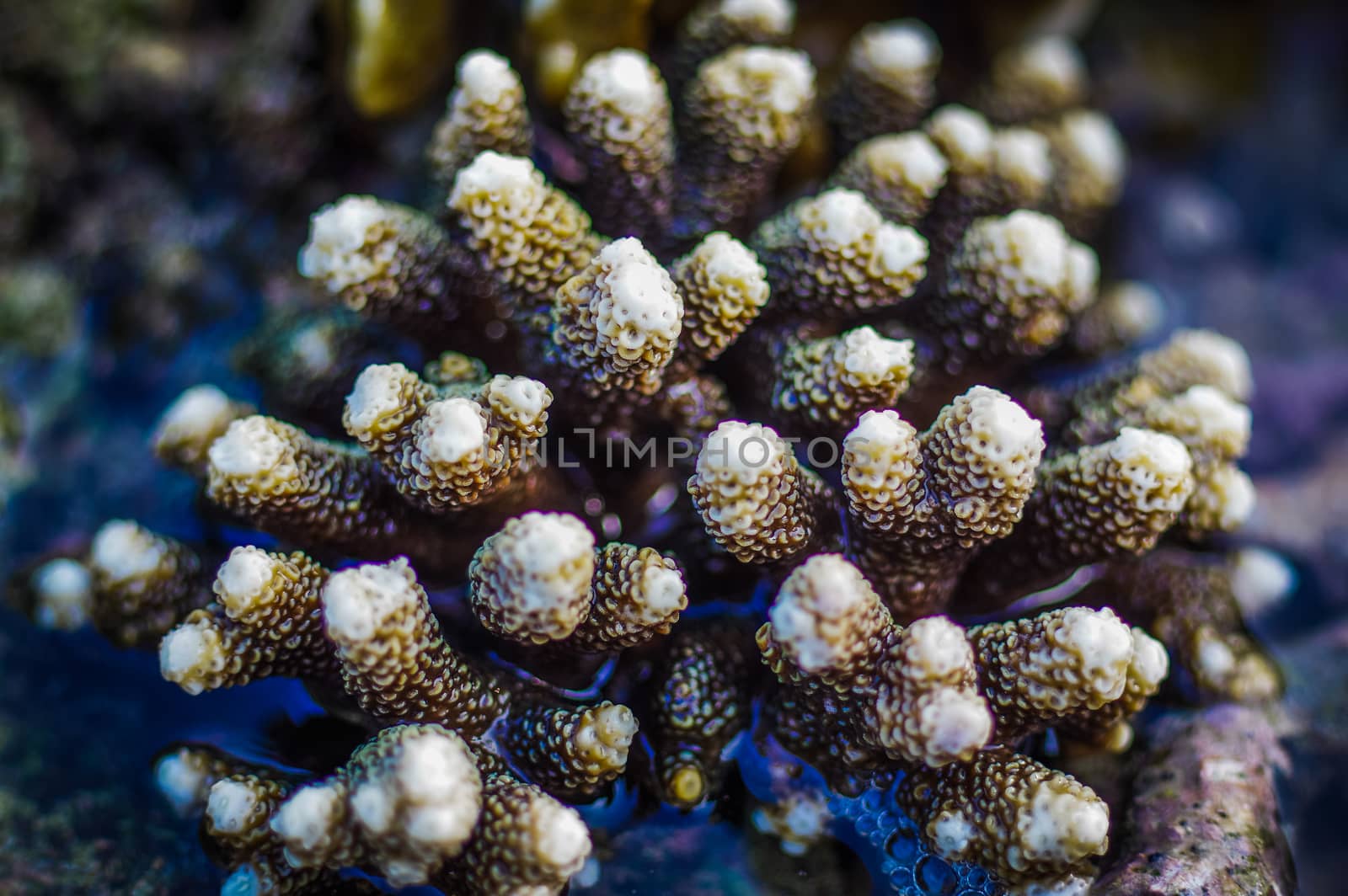 The Andaman sea at low tide, Coral at sunny day with water around it. blurry. Phuket Island, Thailand, Asia