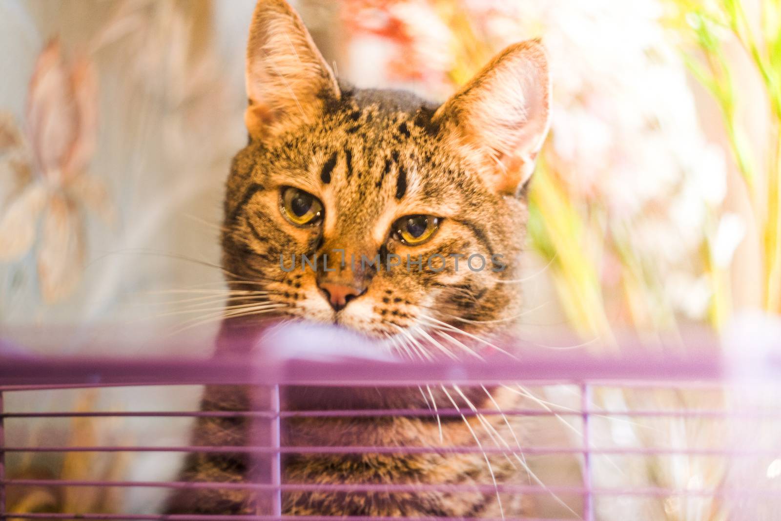 cat looks at the cage with a hamster by nolimit046