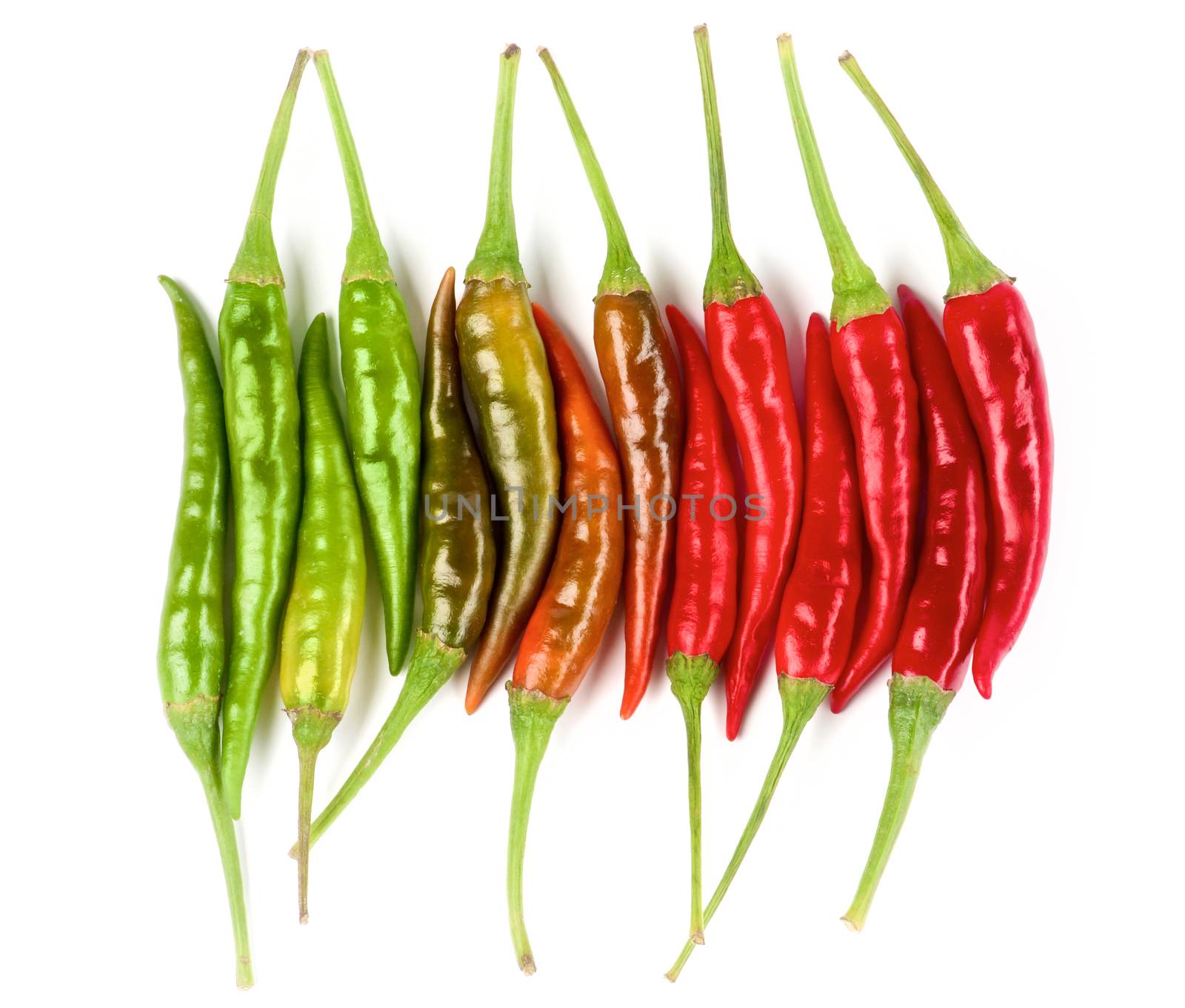 Arrangement of Perfect Shiny Red, Orange and Green Hot Chili Peppers In a Row isolated on White background