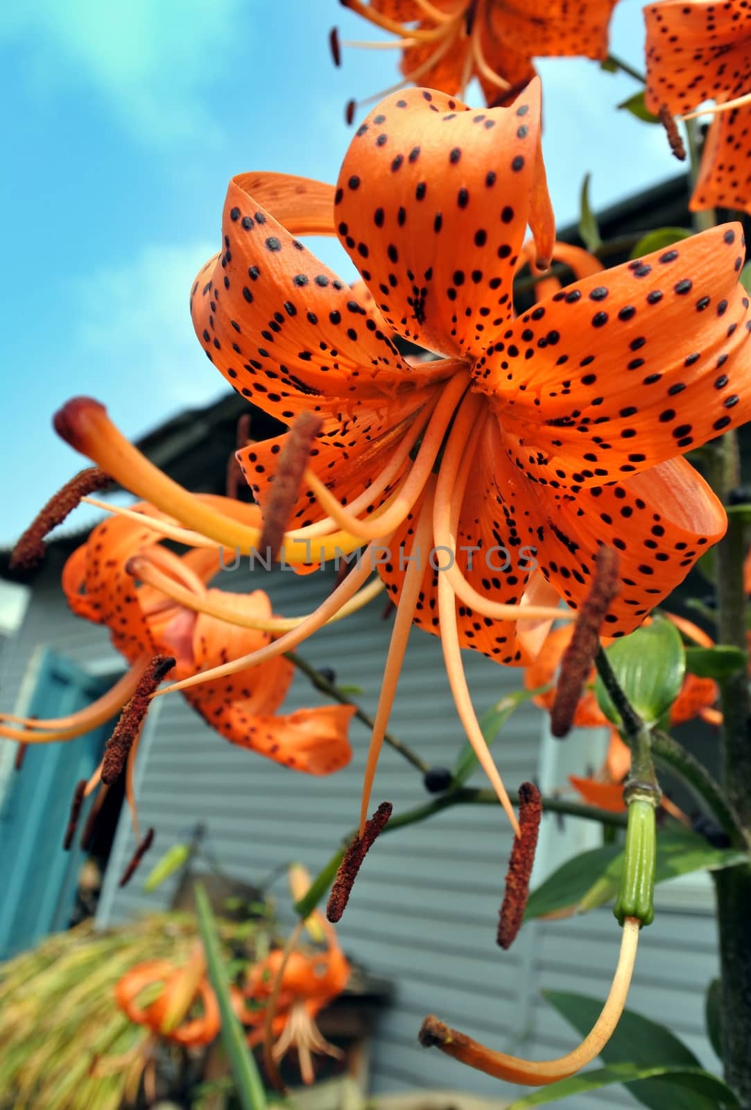 beautiful orange tiger lilies in the garden