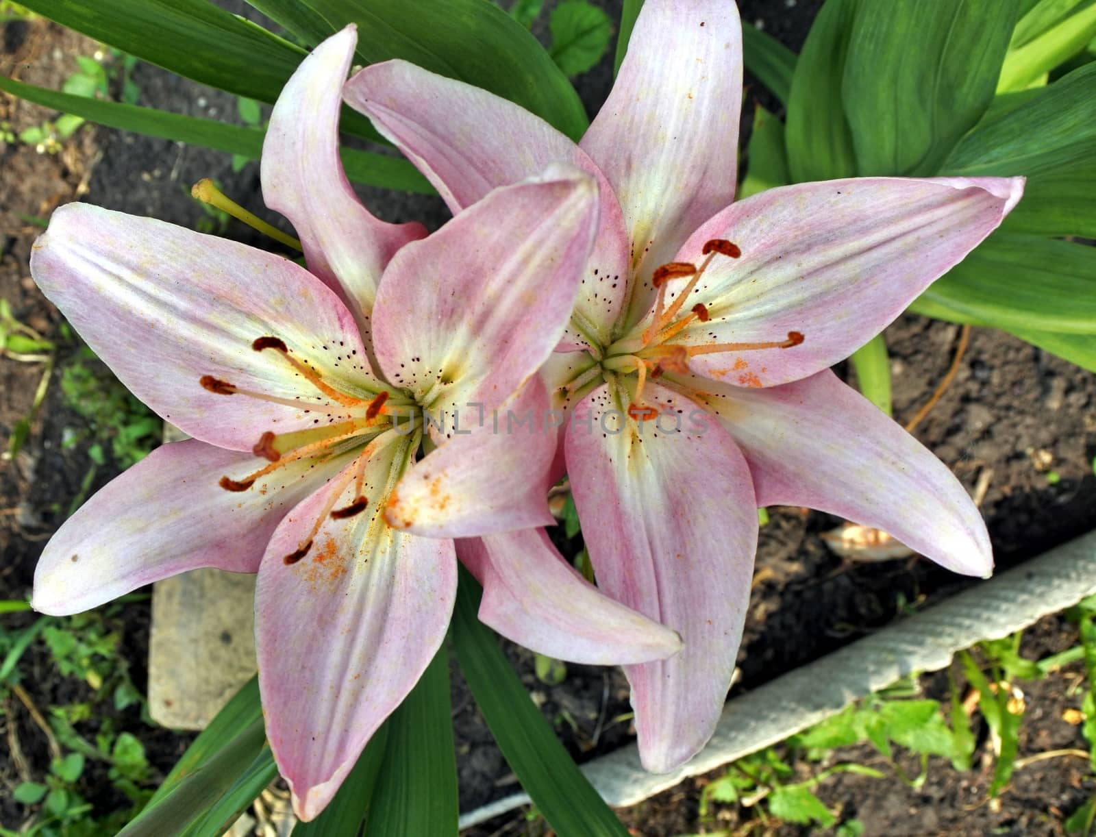 beautiful delicate pink lilies in the garden